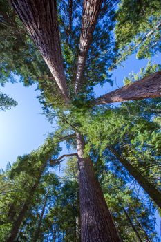 Sequoias in California view from below at Mariposa Grove of Yosemite USA