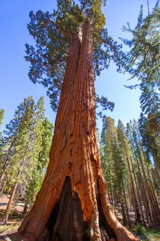 Sequoias in Mariposa grove at Yosemite National Park California