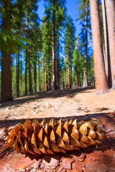 Sequoia pine cone macro in Yosemite Mariposa Grove at California