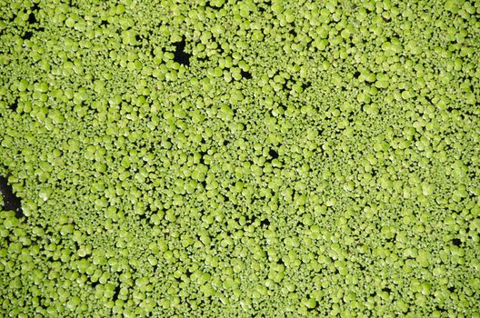 Green background of Lemna floating plants on a pond, duckweed