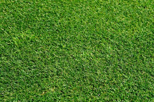 Golf course lawn pattern detail