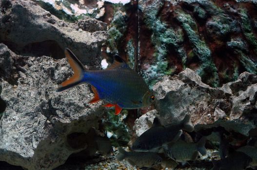 Beautiful aquarium fish             
