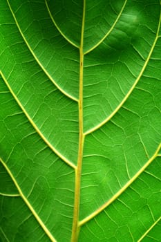 Plant leaf texture close up