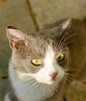 gray and white cat outdoors