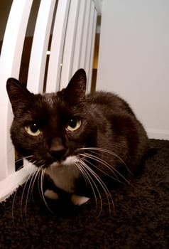 black and white cat with friendly eyes