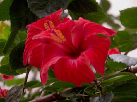 Against the background of green listDva Chinese rose flowe