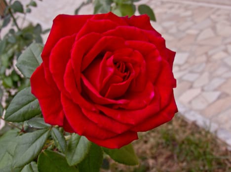 Delicate red rose growing near a park path