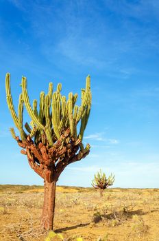 Two tall cactuses in an otherwise dry barren desert in La Guajira, Colombia