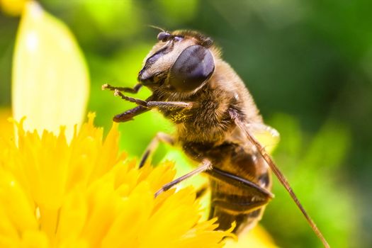 Eristalis Pertinax known as hoverfly on a flower