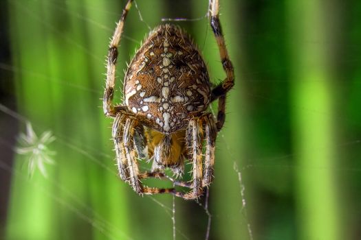 Spider on the web