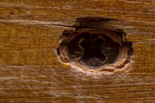 Wood texture with screw hole composition background