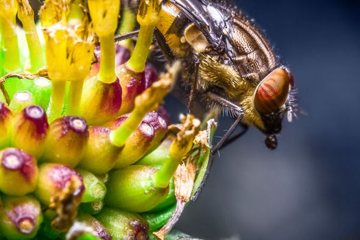 Eristalis Pertinax known as hoverfly on a flower