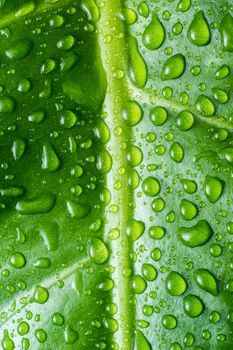 Beautiful green leaf with shiny drops