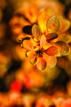 Fading autumn leaves close-up shot