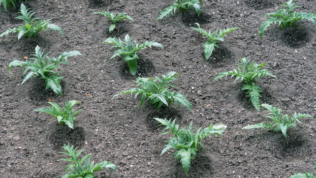 seasonal produce from the earth with passion