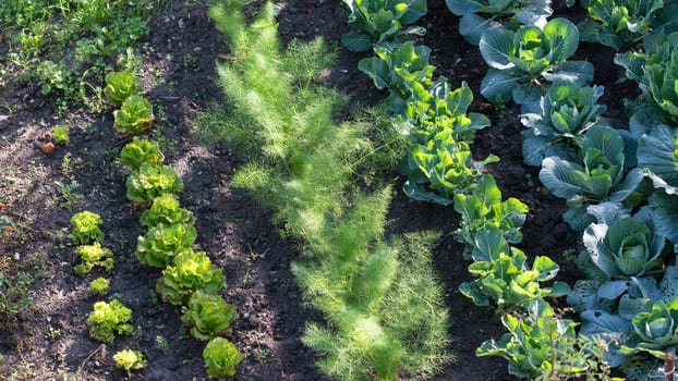 seasonal produce from the earth with passion