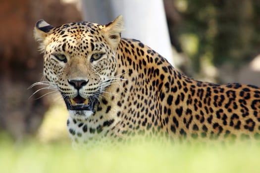 a beautiful leopard resting in the grass