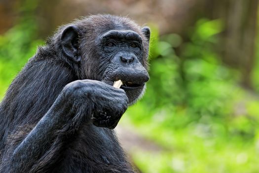 Portrait of a Common Chimpanzee in the wild