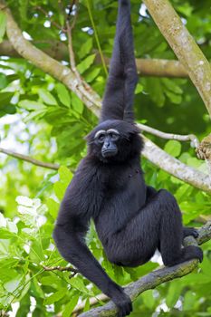 Siamang Gibbon hanging in the trees in Malaysia