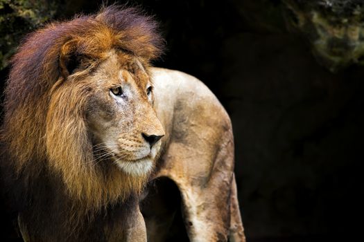 Side portrait of a Lion in Africa