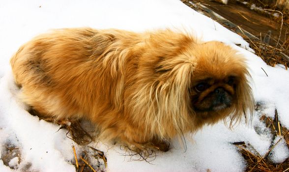 Dog of the sort Pekingese on snow in winter