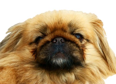 Dog Pekinese on white background is insulated