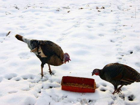 Two birds of the turkey eat provender