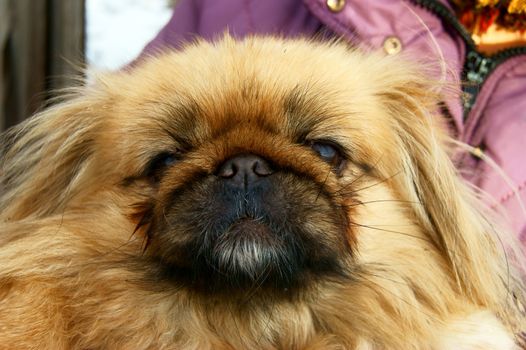 Dog of the sort pekingese on hand of the landlady