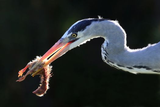 Heron bird with a chick which it has caught to eat in it's beak