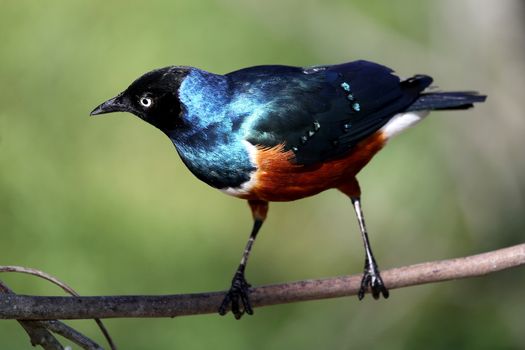 Beautiful Superb Starling bird with bright shiny feathers