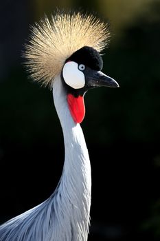 Beautiful Crowned Crane bird backlit by the sun