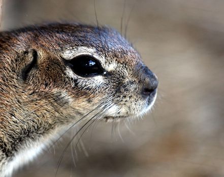 Portrait of a cute ground squirrel from Southern Africa