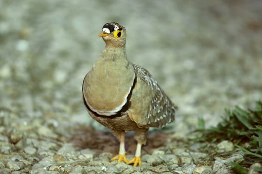 Double-banded Sandgrouse from Southern Africa