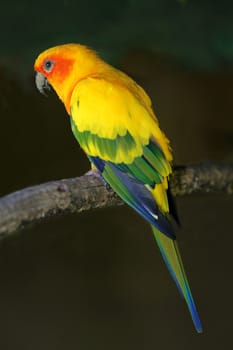 Beautiful small yellow parrot perched on a branch