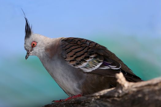 Crowned Pigeon bird from Australia perched on a branch