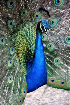 Strikingly beautiful peacock bird displaying to it's mate