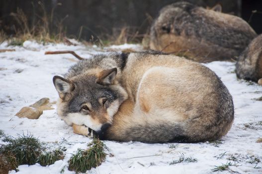 A wolf lying on the snow resting