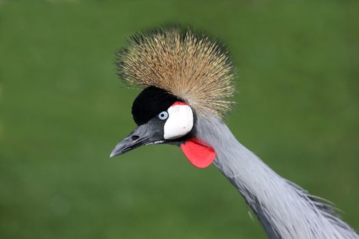 Beautiful Crowned Crane bird from South Africa