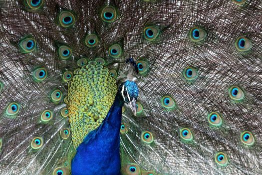 Strikingly beautiful peacock bird displaying to it's mate