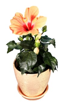 Blooming orange Hibiscus flower on the white background (Hibiscus Tahitian Orange Rainbow)