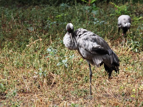 Crowned crane to sit on the nest (Balearica pavonina)
