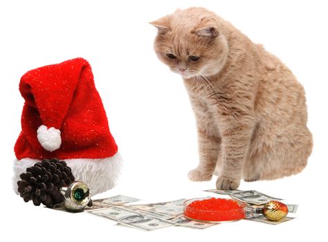 Red cat sitting on the dollar on the white background, Christmas, New Year