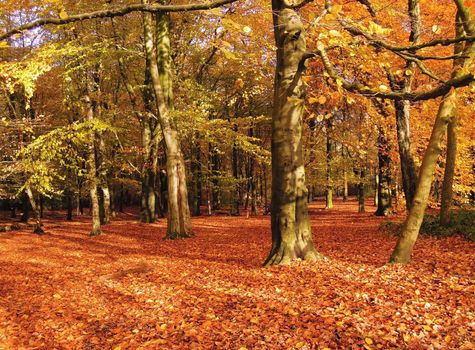 A colorful Autumn landscape.