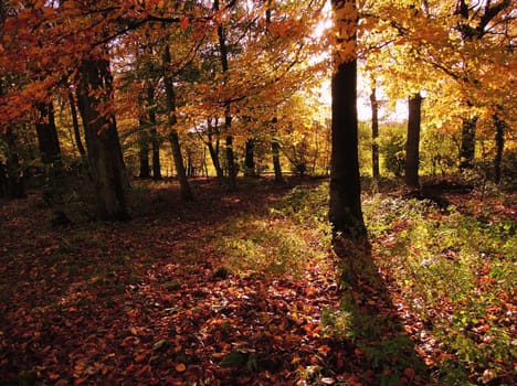 A colorful Autumn landscape.