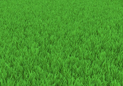 Field of green grass. Background texture, high resolution