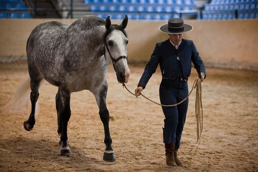Rider and horse of pure Spanish race walking on the track beginning equestrian exercise, Spain