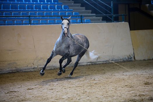 Equestrian test of morphology to pure Spanish horses, Spain