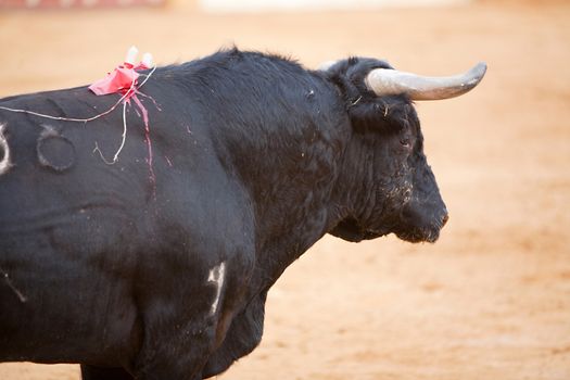 Fighting bull picture from Spain. Black bull