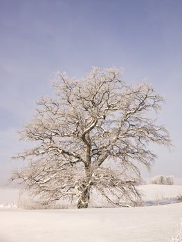 Oak tree in the winter