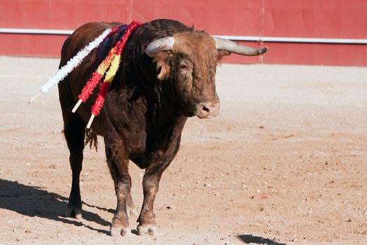  Fighting bull picture from Spain, Black bull